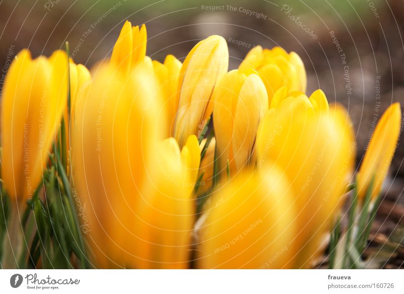 spring awakening Flower Yellow Crocus Wake up Spring Blossoming Growth Sprout Spring fever Green Colour yolk Exterior shot