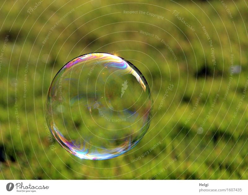 round free floating Environment Nature Grass Garden Round Multicoloured Green Joy Uniqueness Soap bubble Ease Hover Easy Delicate Transparent Colour photo