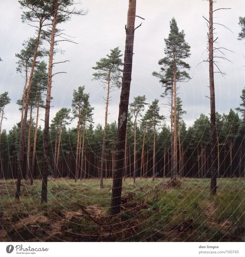 buy a piece of forest? Forest Tree Tree trunk Clearing Grass Logging Forest death Nature Green Bleak Fuel Medium format Analog