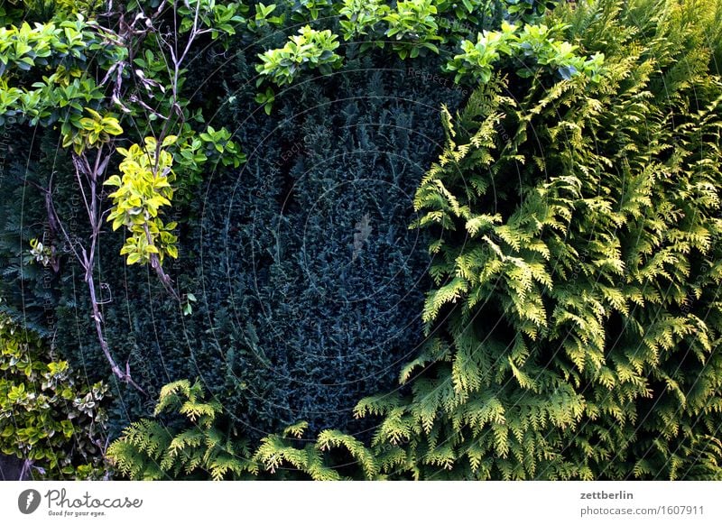 Hedge without flash Spring Garden Landscape Garden plot Thuja Border Neighbor Screening Green Conifer Copy Space Deserted Structures and shapes Day Forest