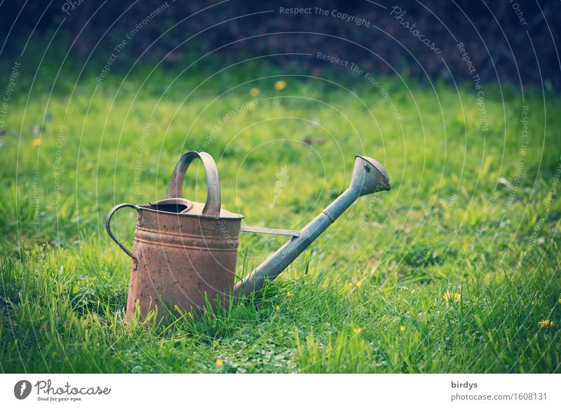 country lust Leisure and hobbies Spring Summer Autumn Flower Grass Garden Meadow Watering can Wait Esthetic Natural Positive Calm Serene Sustainability Nature