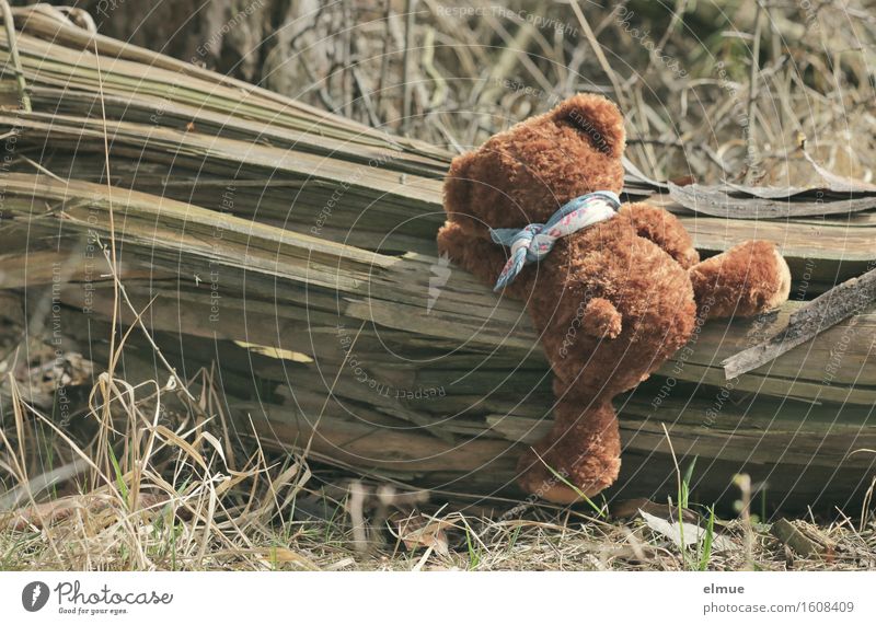 Teddy Per in the forest (1) Climbing Tree trunk Forest Teddy bear Wood Sportsperson Utilize Discover Athletic Free Cuddly Funny Cute Joy