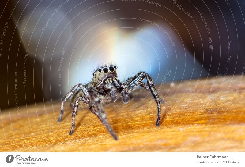 A zebra spider as soloist on her big stage Nature Wild animal Spider Zebra spider 1 Animal Looking Sit Wait Creepy Crazy Exterior shot Macro (Extreme close-up)