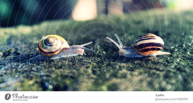 convergence Nature Autumn Beautiful weather Park Animal Snail Pair of animals Cute Slimy Relationship Discover Team Environment Colour photo Exterior shot