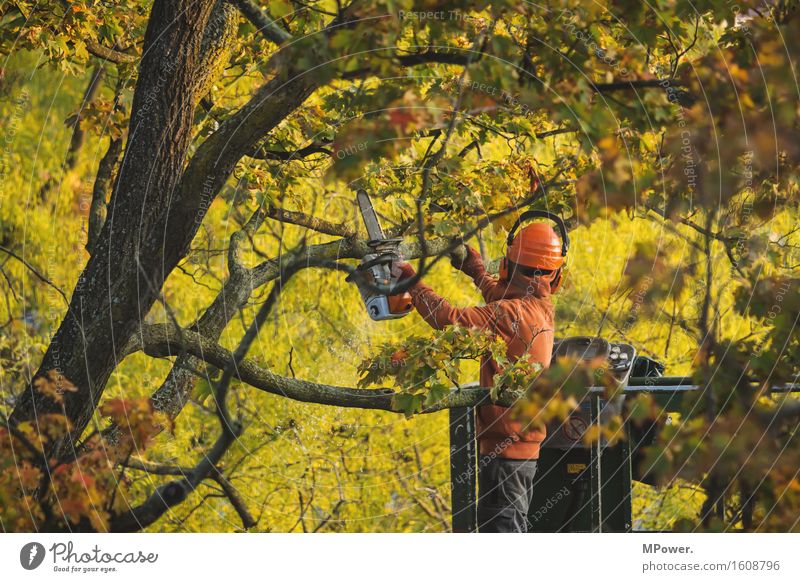 tree hairdresser Human being Masculine 1 30 - 45 years Adults Yellow Tree nursery Forester Working man Chainsaw Saw Autumn Treetop Gardener Safety