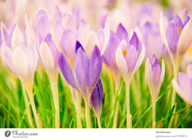 SPRING MESSENGERS Spring Meadow Flower Crocus Grass Violet Green Nature Pastel tone Life Wake up Blossoming Transience Delicate Society Beautiful