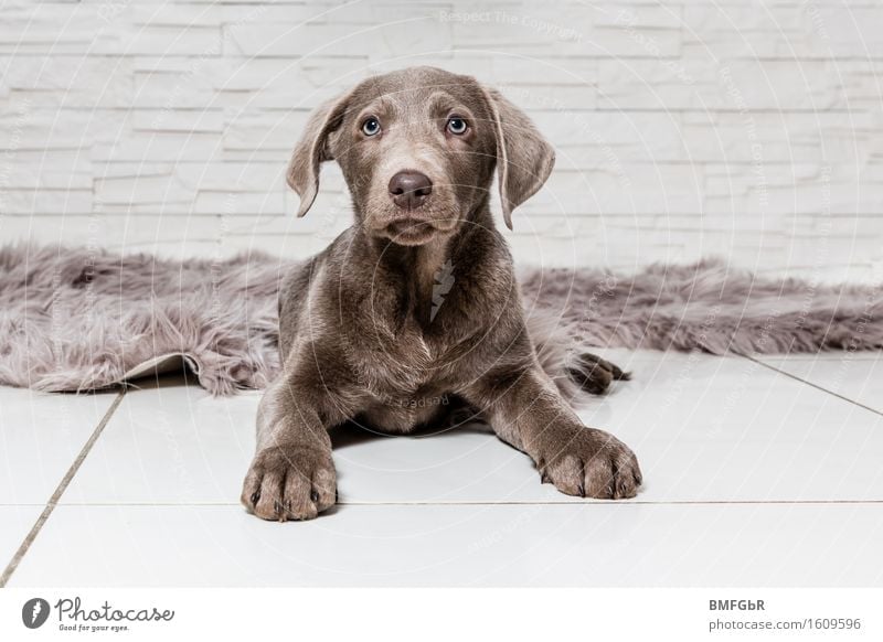 I'll be watching you! Animal Pet Dog Labrador 1 Baby animal Sit Curiosity Cute Brown Watchfulness Serene Puppy Paw ears sharpened Observe keep an eye on