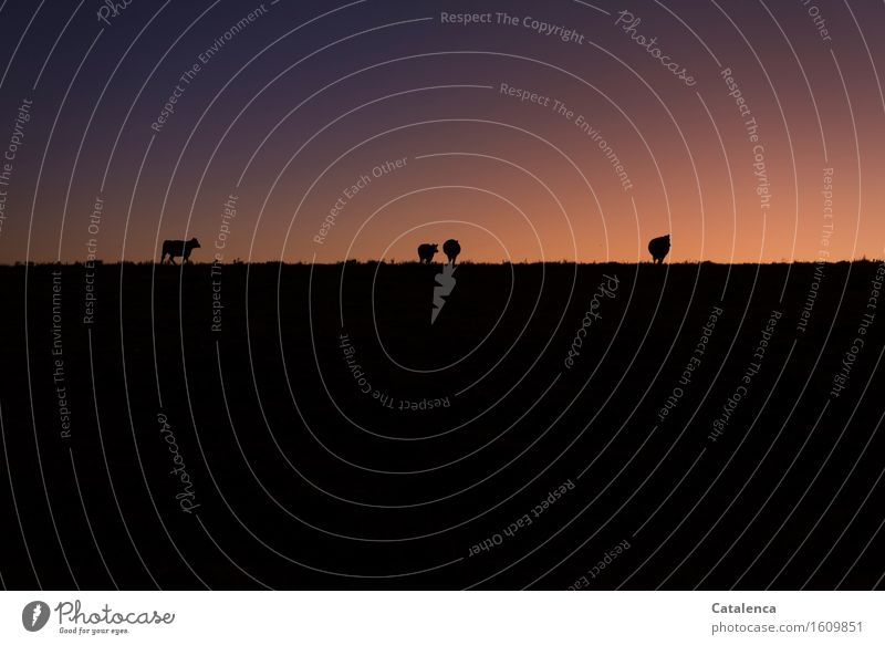 In the evening the silhouettes of cattle on the horizon Fitness Harmonious Trip Hiking Environment Nature Sky Cloudless sky Night sky Horizon Beautiful weather
