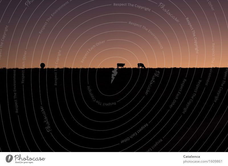 In the evening on the way home, the silhouettes of cattle on the horizon Relaxation Calm Meditation Hiking Landscape Plant Animal Air Cloudless sky Field