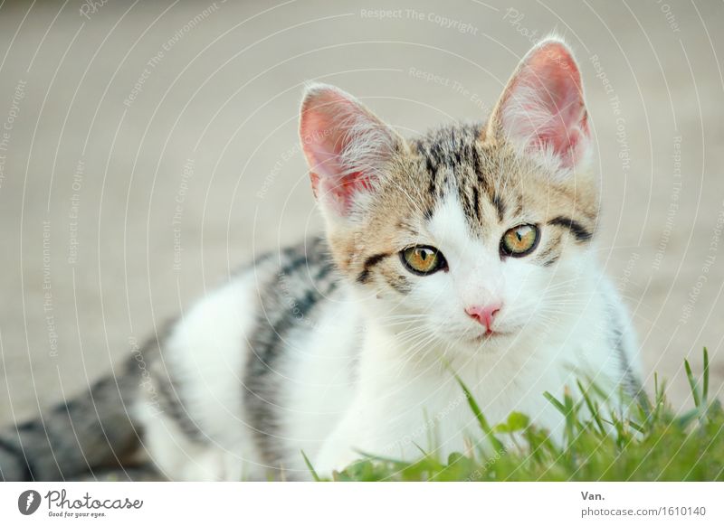 Are you talking to me? Nature Animal Spring Grass Pet Cat Animal face Baby animal 1 Curiosity Cute White Tiger skin pattern Colour photo Multicoloured