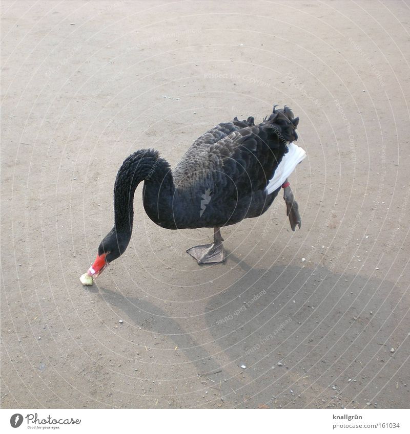 balancing act Swan Graceful Contentment Balance To feed Nutrition Animal Bird Black Swan One-legged gooseneck