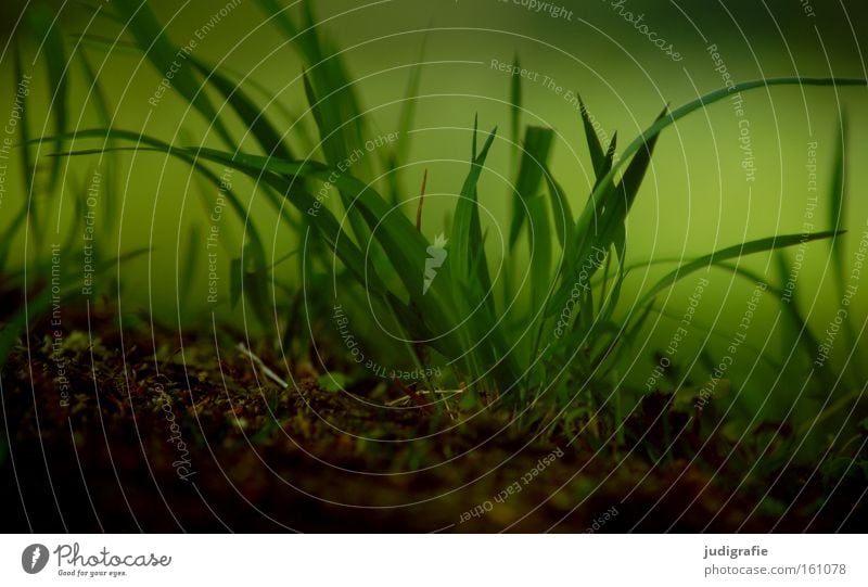 grass Grass Green Juicy Meadow Nature Growth Environment Dark Mysterious Earth Ground Plant Colour