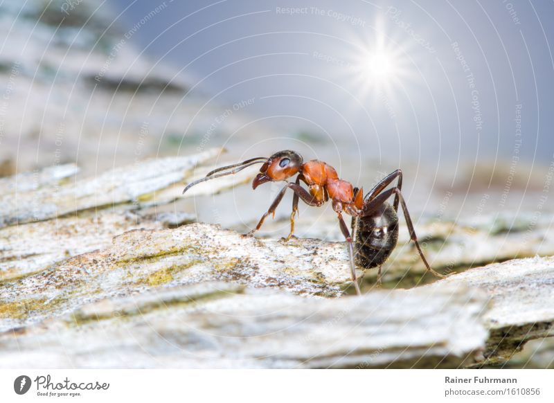 A red wood ant on its travels Animal Ant 1 Walking Running Hiking Colour photo Exterior shot Macro (Extreme close-up) Sunlight Sunbeam Back-light