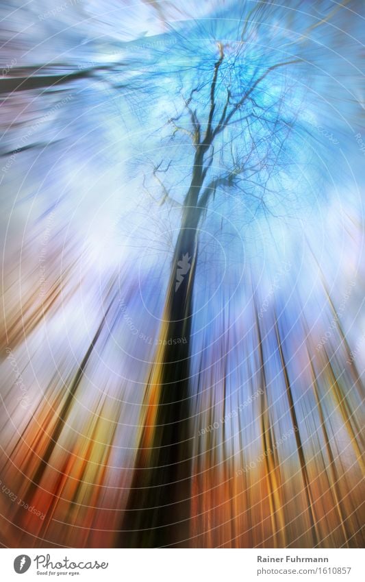 Dreamtime - a view through trees into the sky Nature Landscape Forest Looking Hiking Authentic Exceptional Fantastic Blue Gold Colour photo Exterior shot