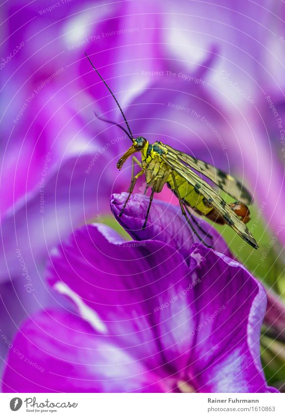 a scorpion fly on a phlox flower Nature Plant Animal Blossom Phlox Wild animal Fly "Scorpion fly "Panorpidae," Athletic Beautiful Yellow Pink Colour photo