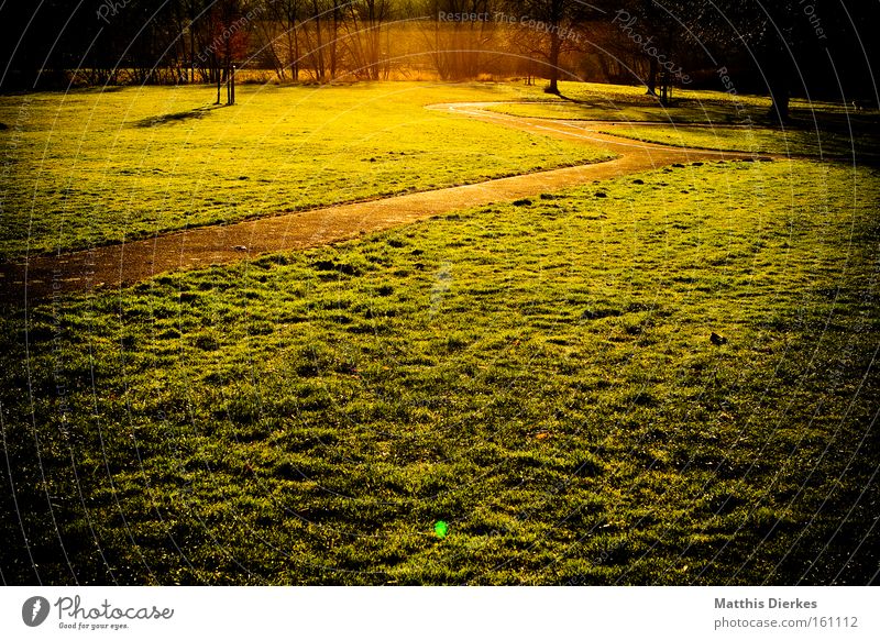 peace Lanes & trails Meadow Green Grass Sun Sunset End Infinity Wanderlust Tree Light Gold To go for a walk Peace Celestial bodies and the universe vignette