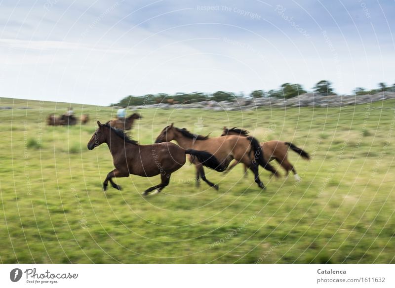 Galloping wild horses Fitness Sports Training Rider Human being Androgynous 2 Landscape Plant Animal Sky Grass Meadow Field Horse Group of animals Movement