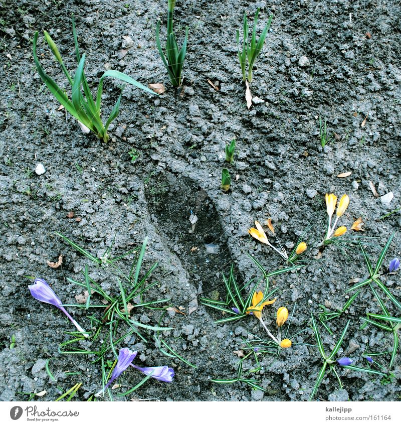 herald of spring Garden Bed (Horticulture) Footprint Tracks Right Evidence Park Flower Spring Crocus Rung Plant