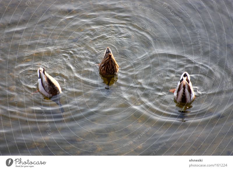 Submerged Dive Duck Water To feed Feed 3 Bird disappear water circles trio Tails in the Höh´ all my ducklings Nutrition