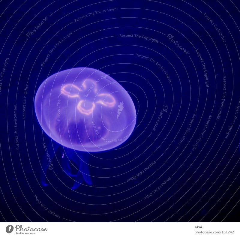 Weightless Animal Jellyfish Marine animal Sea water Ocean Hover Basel Beautiful usertreff