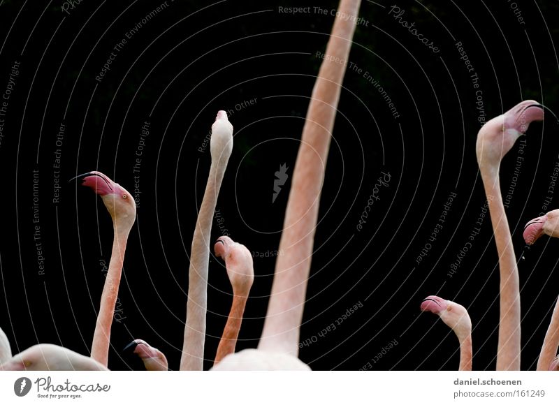 User meeting in Basel Flamingo Neck Head Thin Pink Black Beak Silhouette Bird Nature Beautiful