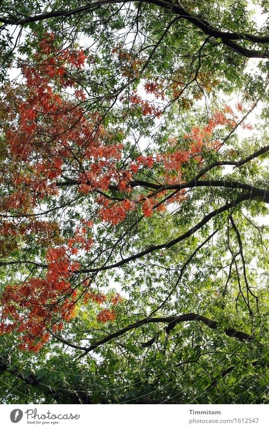 Green red black. Environment Plant Autumn Tree Leaf Park Esthetic Natural Red Black Contentment Serene Exterior shot Deserted Day