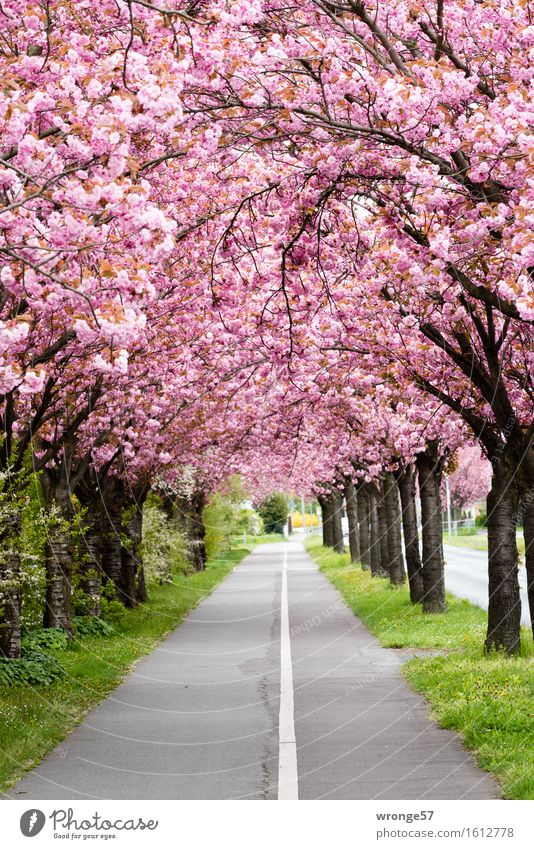 pink dream Plant Spring Tree Ornamental cherry Magdeburg Deserted Beautiful Brown Gray Green Pink Spring fever Blossom Avenue Footpath Cycle path Center line