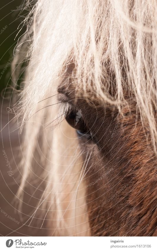 wind colours Nature Animal Farm animal Horse Animal face Pelt Iceland Pony Horse's eyes wind-coloured Horse's head 1 Observe Looking Natural Brown White Moody