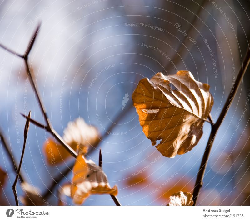 Spring???? Leaf Dry Shriveled Macro (Extreme close-up) Autumn Bushes Twig Nature Blur Close-up dresdner heath