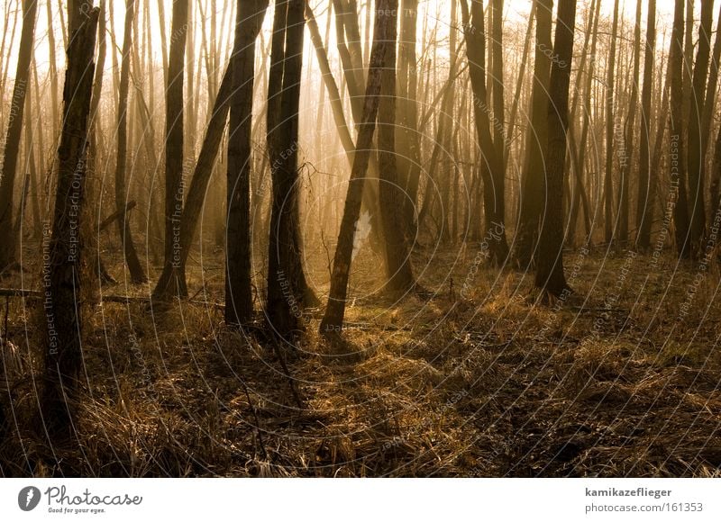 fairy forest Forest Tree Alder Winter Back-light Sunlight Shadow Fog Morning Gold