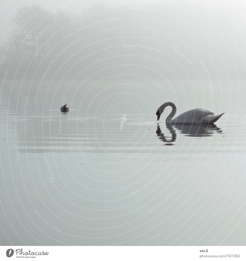 The ugly duckling Swan Duck Duck birds Lake Nature Reflection Fog Body of water White Feather Lakeside Impressive Fairy tale Morning Moody Bird Animal