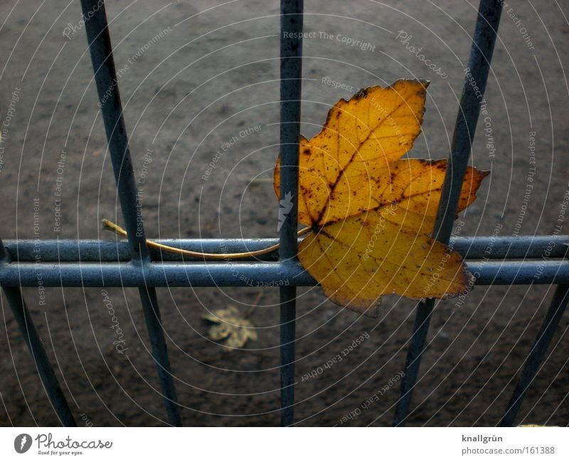 stuck Leaf Autumn Seasons Grating Fence Metal Transience Golden brown Sadness