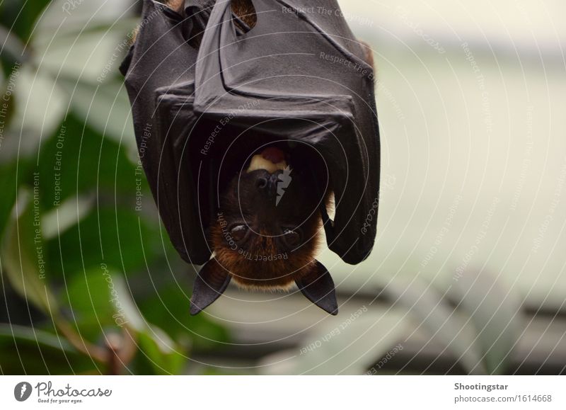 hang out Environment Animal Wild animal Animal face Wing 1 To feed Hang Black Fear Adventure Dracula bat Cave batman begged Colour photo Copy Space right