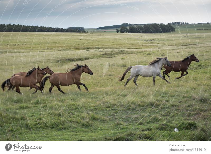 Galloping wild horses II Ride Equestrian sports Nature Landscape Plant Animal Grass Willow tree Meadow Field Horse Group of animals Running Esthetic Athletic
