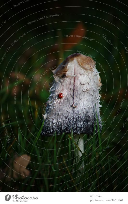 Crested pintling with ladybug mop of hair Ladybird Autumn Grass Mushroom Mushroom cap Edible Shaggy mane asparagus mushroom ink mushroom Crested inkfling