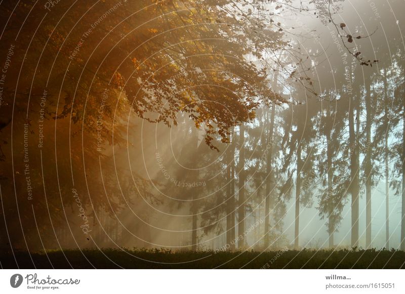 Sunbeams penetrate the mist in the autumn forest Autumn Forest Nature Sunlight Autumnal Fog Autumnal colours Mixed forest Colour photo Exterior shot