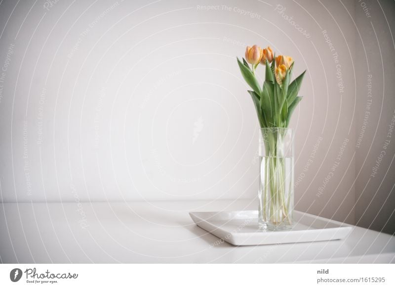 Tulips in the office Office work Workplace Spring Plant Beautiful Reduced Bouquet Blossom Vase Wall (building) Colour photo Interior shot Detail Copy Space left