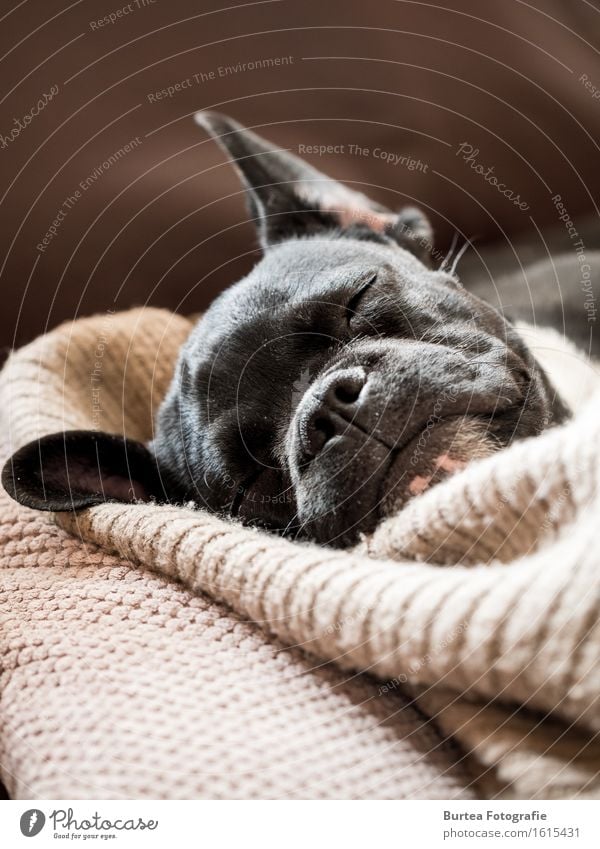 sleeping frenchie Animal Pet Dog 1 Sleep Happy Cute 2016 barney March French Bulldog Burtea Photography Colour photo Interior shot Day Light Long shot