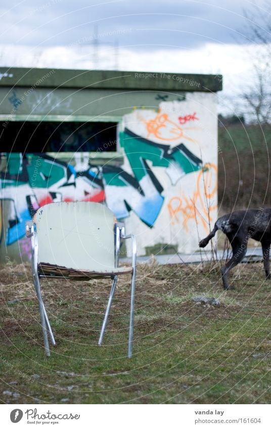quadrupeds Dog Urine Graffiti Characters Chair Furniture Interior design Town Nature Dugout Derelict House (Residential Structure) Pet Mural painting