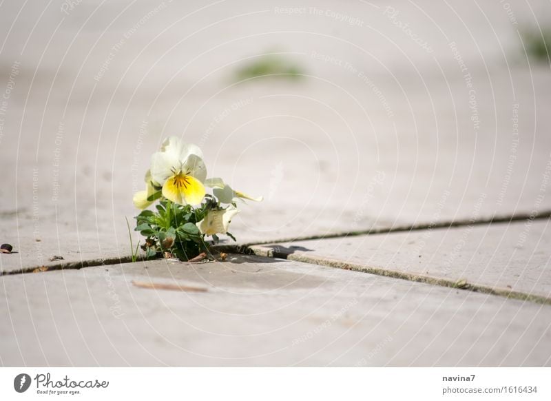 hope Environment Plant Spring Summer Blossom Pansy Small Yellow Optimism Power Willpower Hope Loneliness Resolve Horned pansy Gap Force Colour photo