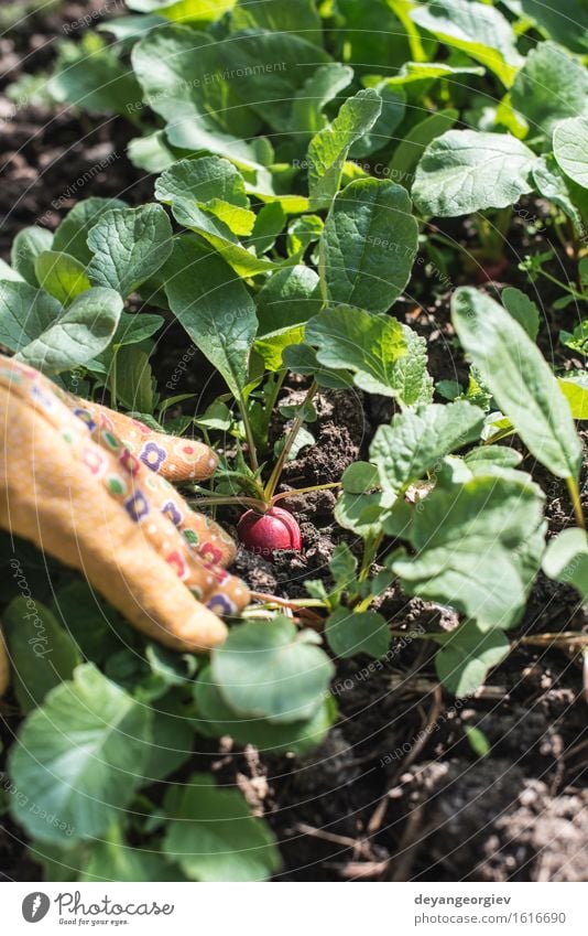 Picking radishes in the garden Vegetable Vegetarian diet Summer Garden Gardening Woman Adults Hand Nature Plant Earth Leaf Growth Fresh Green Red Organic food