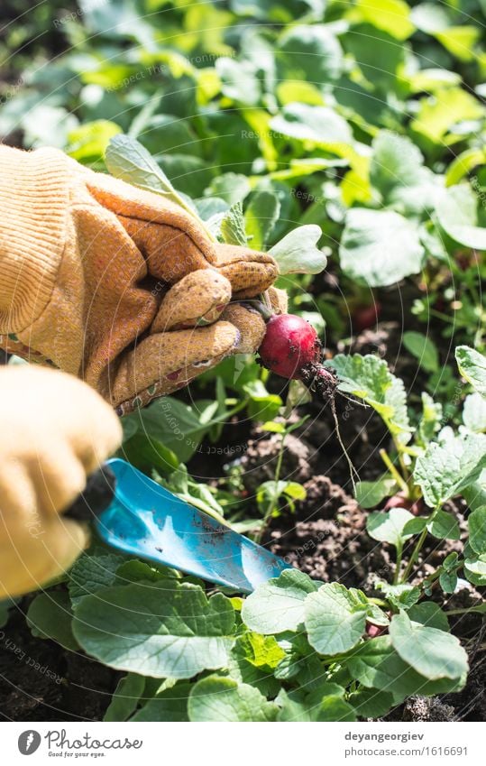 Picking radishes in the garden. Vegetable Vegetarian diet Summer Garden Gardening Woman Adults Hand Nature Plant Earth Leaf Growth Fresh Green Red Organic food