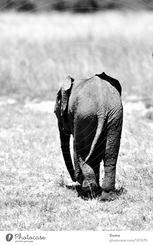 Alone... Baby elefant Elephant Wilderness Safari Nature Landscape Africa Loneliness Masai Mara Grass Savannah Steppe Gray Trunk Mammal