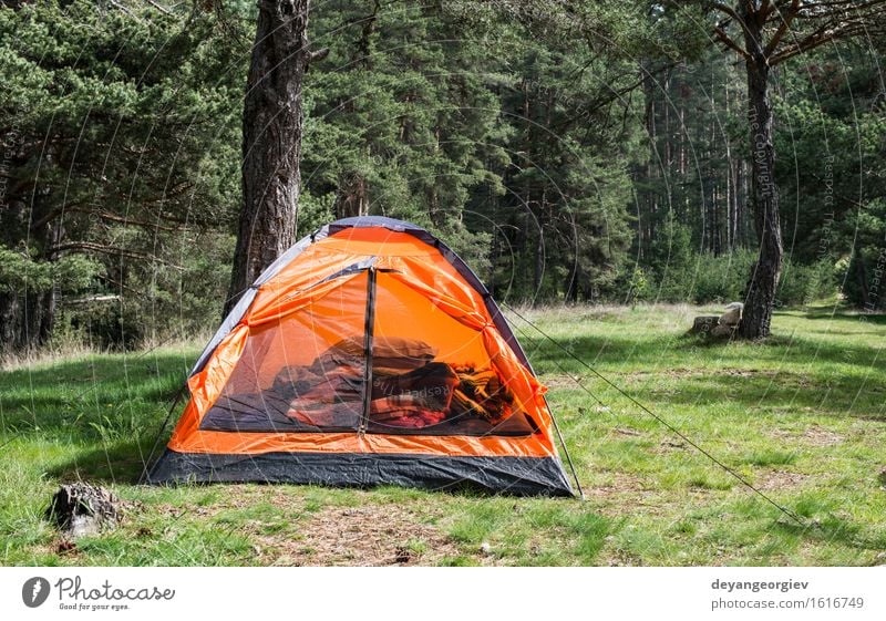 Orange tent in a pine forest Relaxation Leisure and hobbies Vacation & Travel Tourism Adventure Camping Summer Mountain Hiking Nature Landscape Tree Grass Park