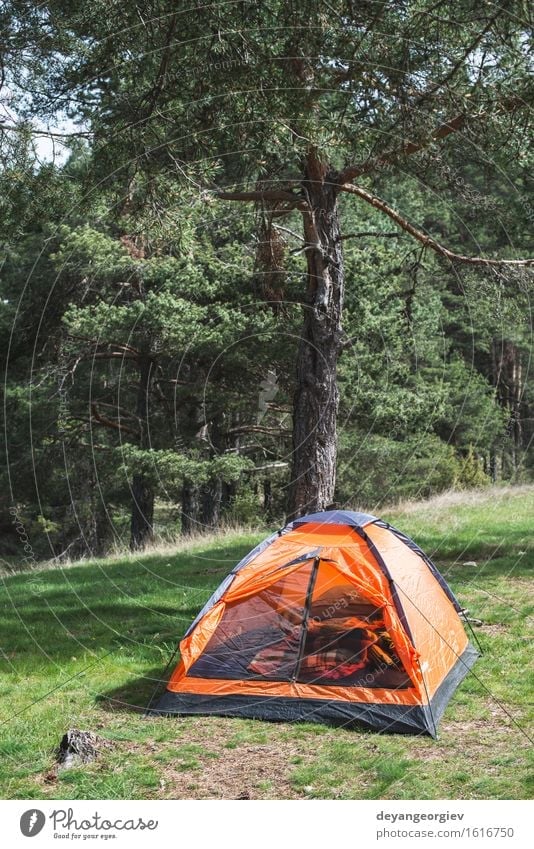 Orange tent in a pine forest Relaxation Leisure and hobbies Vacation & Travel Tourism Adventure Camping Summer Mountain Hiking Nature Landscape Tree Grass Park