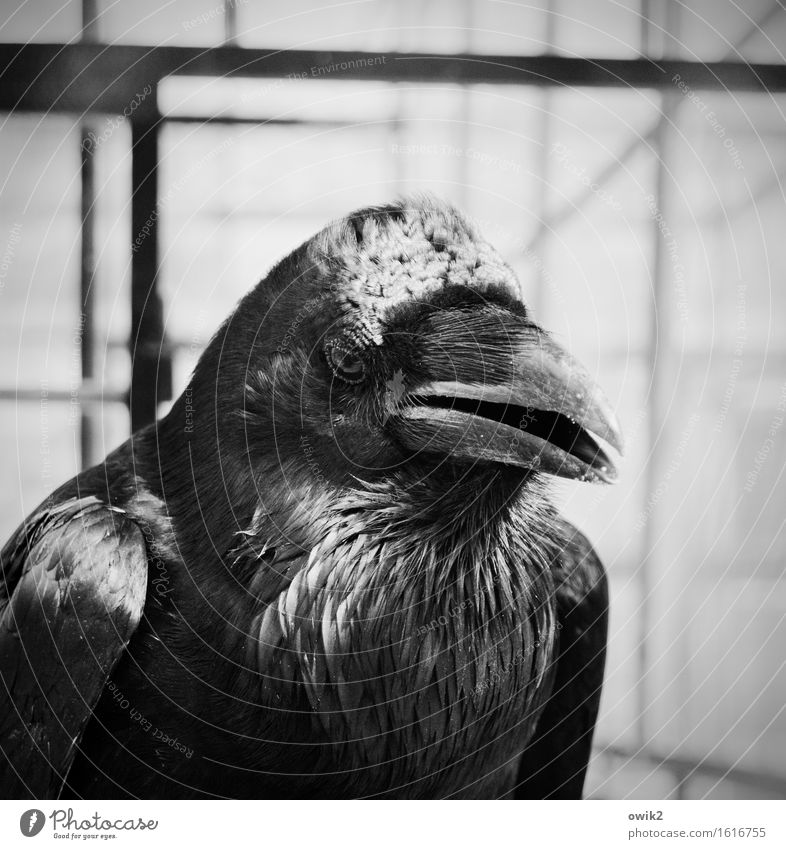 feathered Animal Raven birds Crow 1 Observe Old Wisdom Looking Black & white photo Exterior shot Close-up Detail Deserted Copy Space left Copy Space right