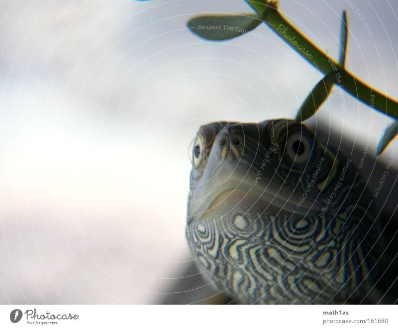 Turtle II Pattern Macro (Extreme close-up) Leather Skin Plant Water Underwater photo Armor-plated streak Eyes