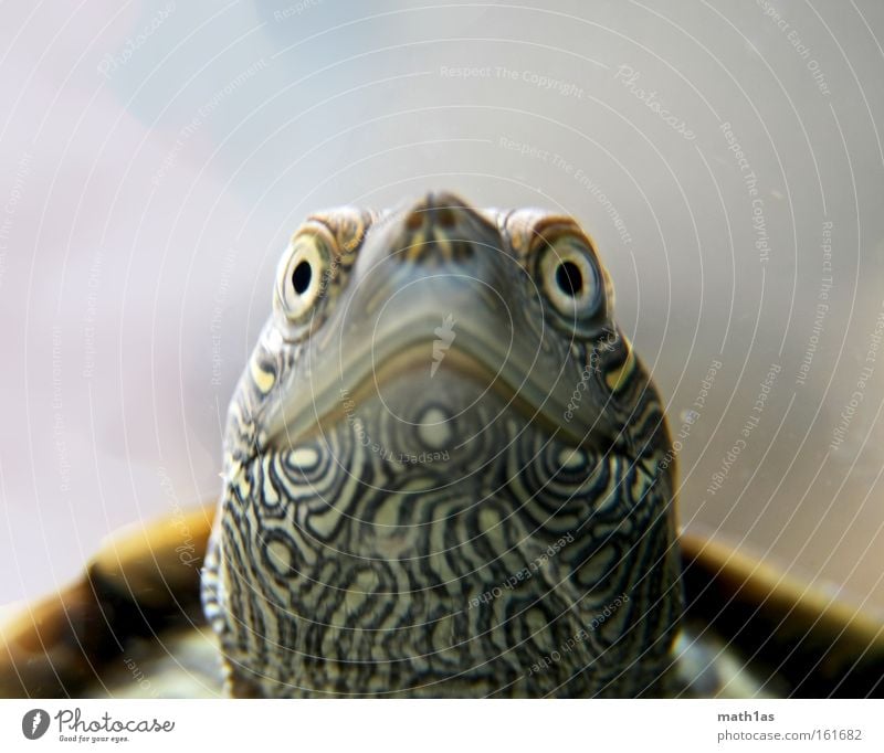 Turtle III Pattern Macro (Extreme close-up) Leather Skin Plant Water Underwater photo Armor-plated streak Eyes