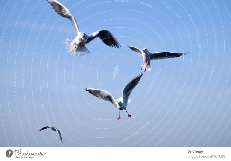 Set of sea gulls isolated on blue sky Blue Sky White Flying Wing Movement Maneuver Air Bird Migration Nature Freedom Life Seagull motion wildlife