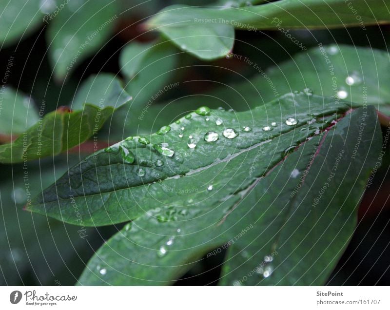 rope Spring Dew Morning Drops of water Green Leaf Plant Park